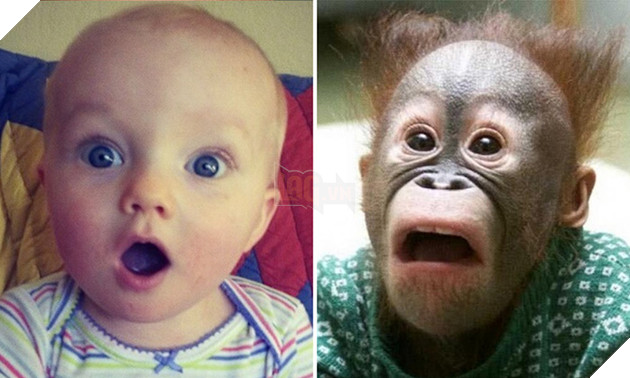 bieu cam cua dong vat giong tre em 13