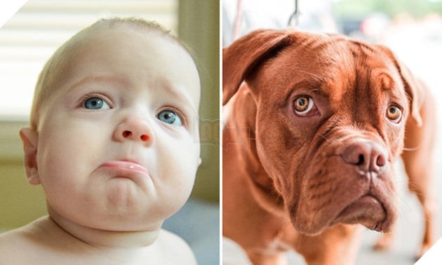 bieu cam cua dong vat giong tre em 4