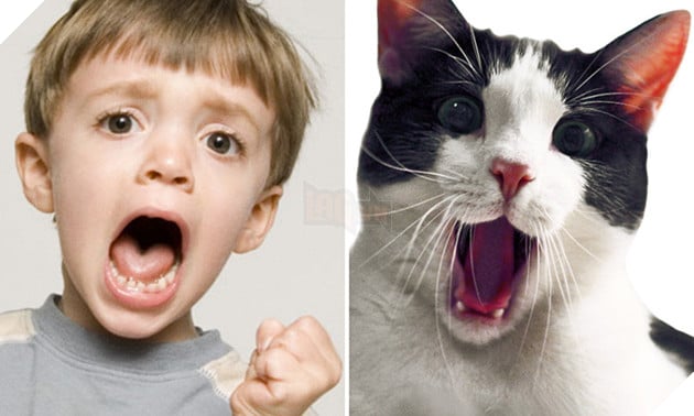 bieu cam cua dong vat giong tre em 8