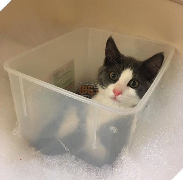 18 hình ảnh chứng minh động vật là nguồn hạnh phúc không thể thiếu đối với con người 11