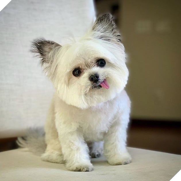 18 hình ảnh chứng minh động vật là nguồn hạnh phúc không thể thiếu đối với con người 14