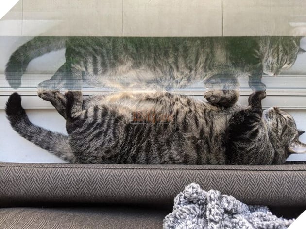 18 hình ảnh chứng minh động vật là nguồn hạnh phúc không thể thiếu đối với con người 15