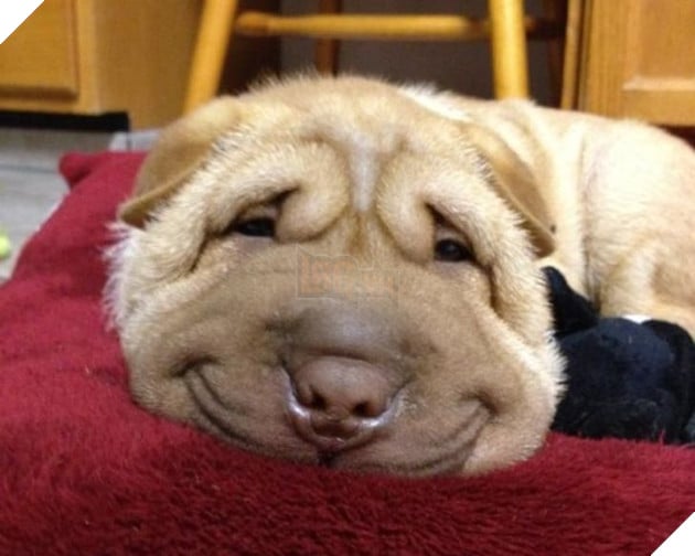 18 hình ảnh chứng minh động vật là nguồn hạnh phúc không thể thiếu đối với con người 17