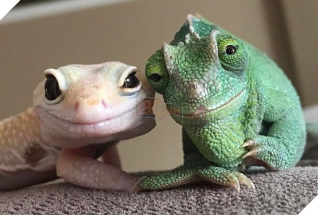 18 hình ảnh chứng minh động vật là nguồn hạnh phúc không thể thiếu đối với con người 18