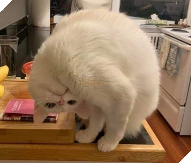 18 hình ảnh chứng minh động vật là nguồn hạnh phúc không thể thiếu đối với con người 3