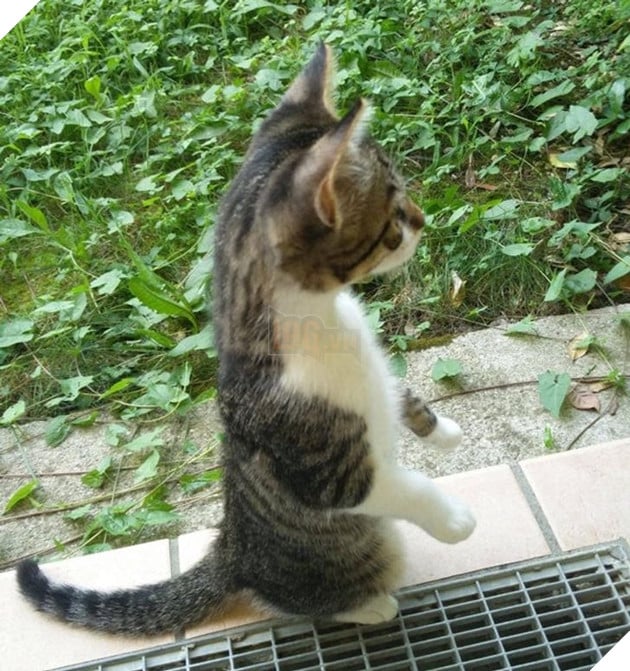 18 hình ảnh chứng minh động vật là nguồn hạnh phúc không thể thiếu đối với con người 4