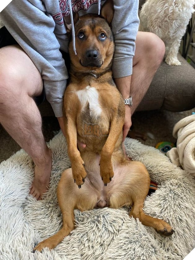 18 hình ảnh chứng minh động vật là nguồn hạnh phúc không thể thiếu đối với con người 5