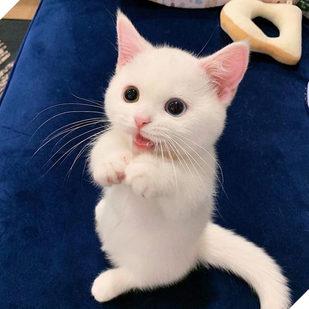 18 hình ảnh chứng minh động vật là nguồn hạnh phúc không thể thiếu đối với con người 7