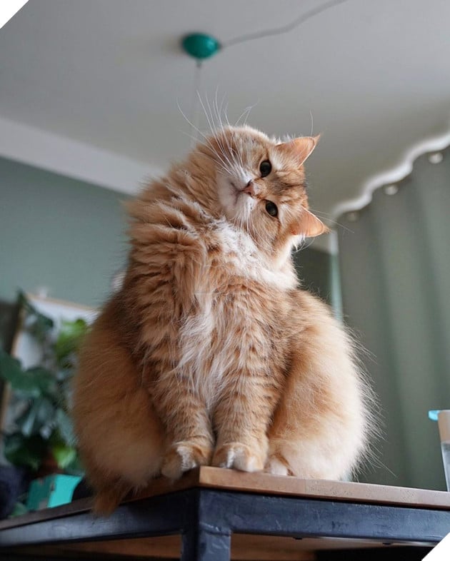 18 hình ảnh chứng minh động vật là nguồn hạnh phúc không thể thiếu đối với con người 8