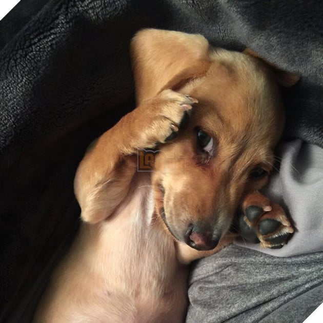 18 hình ảnh chứng minh động vật là nguồn hạnh phúc không thể thiếu đối với con người 9