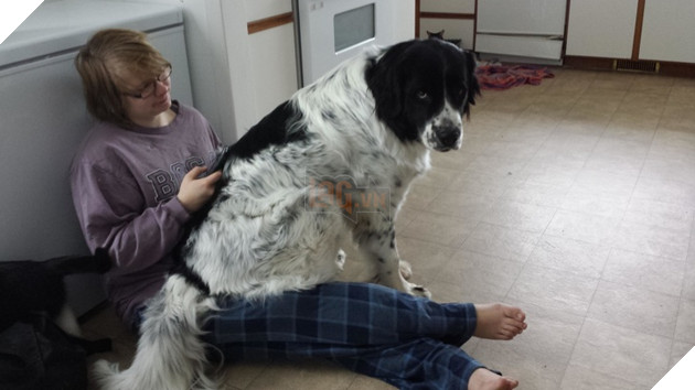 Tổng hợp hình ảnh chó mèo lo lắng khi biết tin sen lớn đang có thai khiến bạn thấy đáng yêu không cưỡng lại được 11