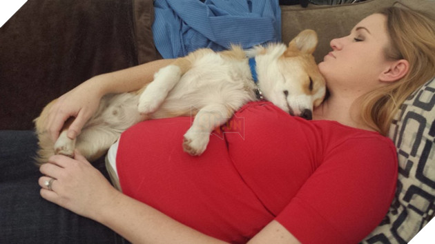 Tổng hợp hình ảnh chó mèo lo lắng khi biết tin sen lớn đang có thai khiến bạn thấy đáng yêu không cưỡng lại được 12