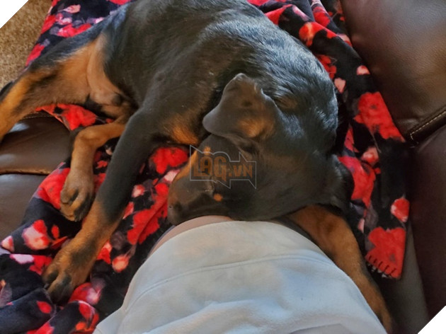 Tổng hợp hình ảnh chó mèo lo lắng khi biết tin sen lớn đang có thai khiến bạn thấy đáng yêu không cưỡng lại được 13