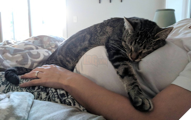 Tổng hợp hình ảnh chó mèo lo lắng khi biết tin sen lớn đang có thai khiến bạn thấy đáng yêu không cưỡng lại được 3