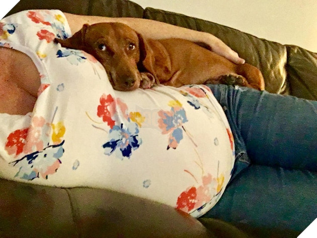 Tổng hợp hình ảnh chó mèo lo lắng khi biết tin sen lớn đang có thai khiến bạn thấy đáng yêu không cưỡng lại được 5