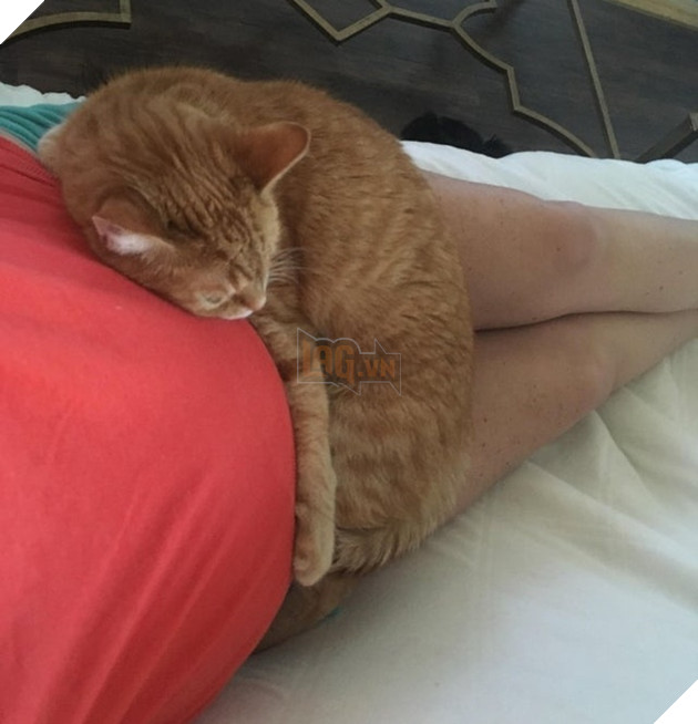 Tổng hợp hình ảnh chó mèo lo lắng khi biết tin sen lớn đang có thai khiến bạn thấy đáng yêu không cưỡng lại được 6