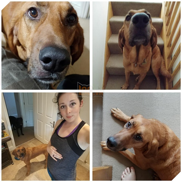 Tổng hợp hình ảnh chó mèo lo lắng khi biết tin sen lớn đang có thai khiến bạn thấy đáng yêu không cưỡng lại được 7