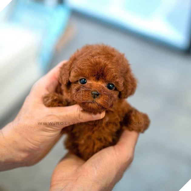 Những bé cún Teacup với kích cỡ siêu cưng khiến cho bạn phải rơi vào lưới tình ngay lập tức 23