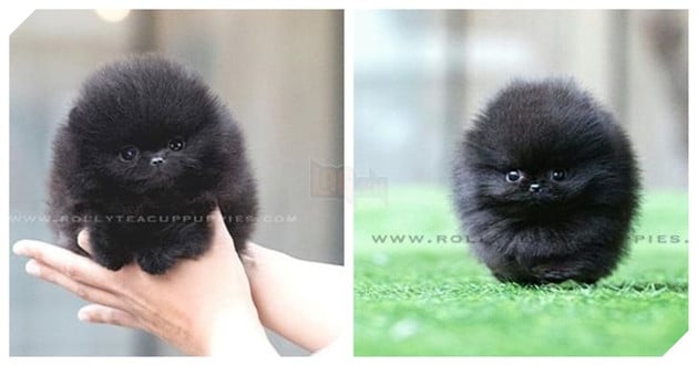 Những bé cún Teacup với kích cỡ siêu cưng khiến cho bạn phải rơi vào lưới tình ngay lập tức 13
