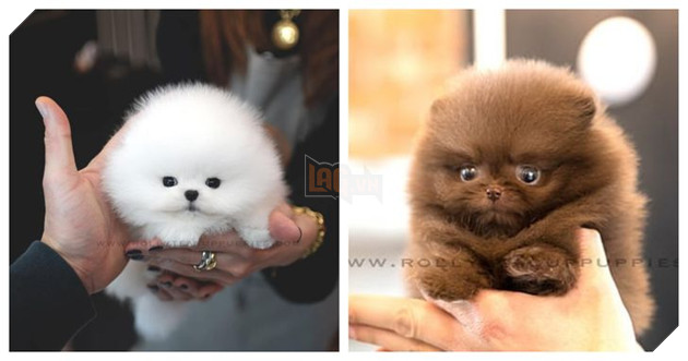 Những bé cún Teacup với kích cỡ siêu cưng khiến cho bạn phải rơi vào lưới tình ngay lập tức