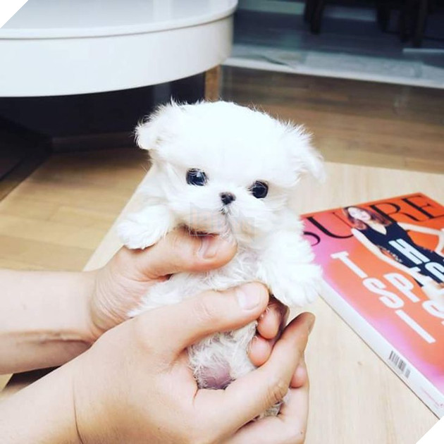 Những bé cún Teacup với kích cỡ siêu cưng khiến cho bạn phải rơi vào lưới tình ngay lập tức 2