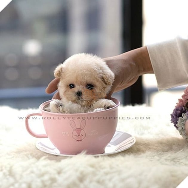 Những bé cún Teacup với kích cỡ siêu cưng khiến cho bạn phải rơi vào lưới tình ngay lập tức 16