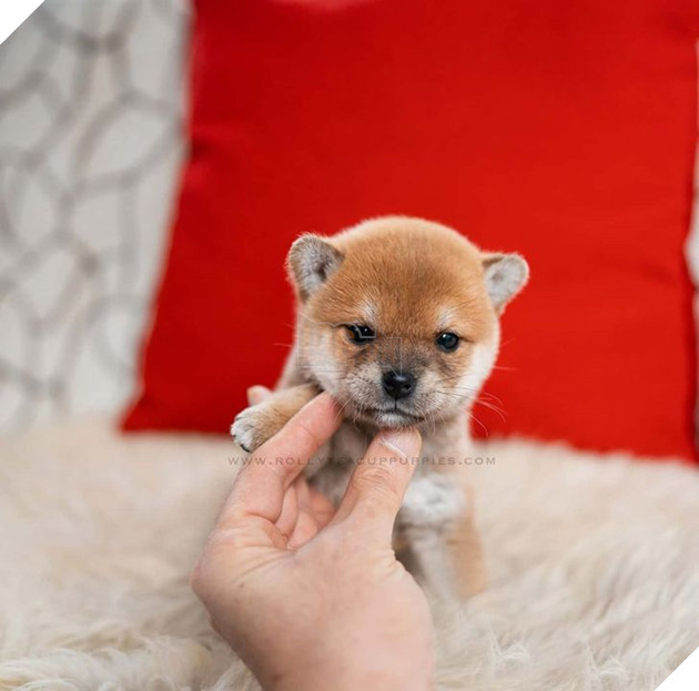 Những bé cún Teacup với kích cỡ siêu cưng khiến cho bạn phải rơi vào lưới tình ngay lập tức 18