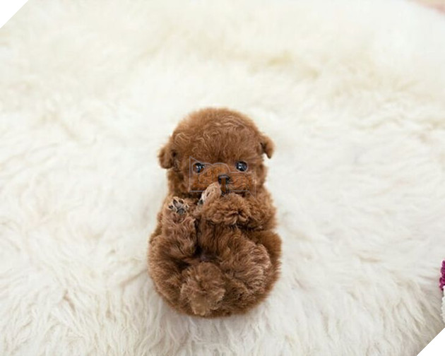 Những bé cún Teacup với kích cỡ siêu cưng khiến cho bạn phải rơi vào lưới tình ngay lập tức 15