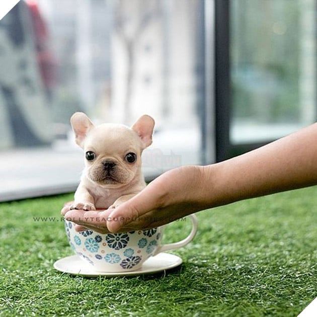 Những bé cún Teacup với kích cỡ siêu cưng khiến cho bạn phải rơi vào lưới tình ngay lập tức 3