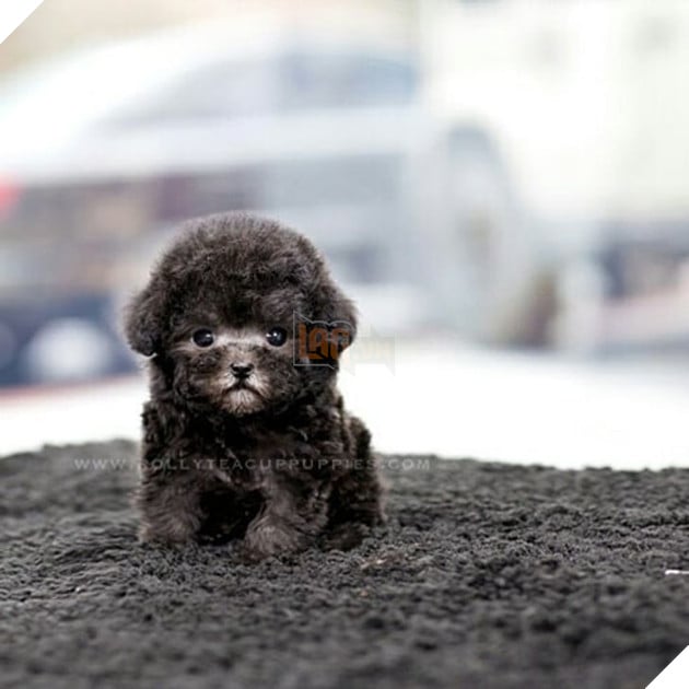 Những bé cún Teacup với kích cỡ siêu cưng khiến cho bạn phải rơi vào lưới tình ngay lập tức 22