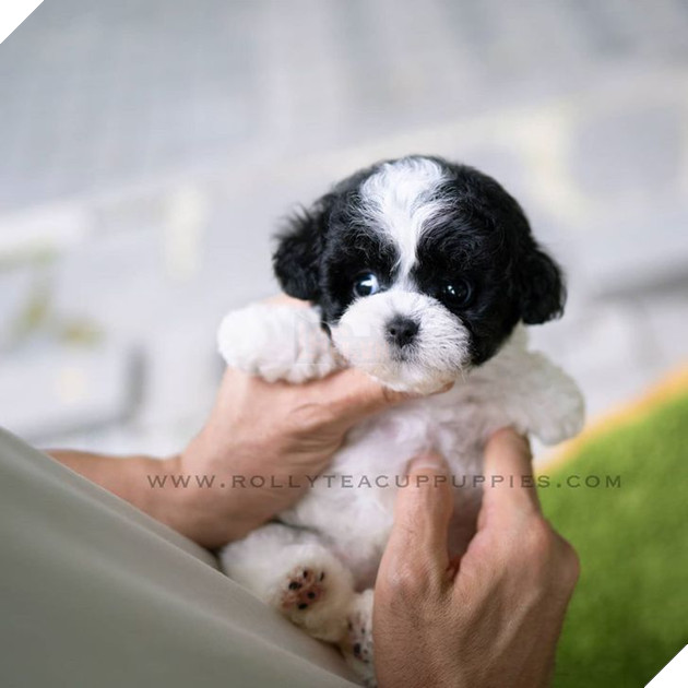 Những bé cún Teacup với kích cỡ siêu cưng khiến cho bạn phải rơi vào lưới tình ngay lập tức 17