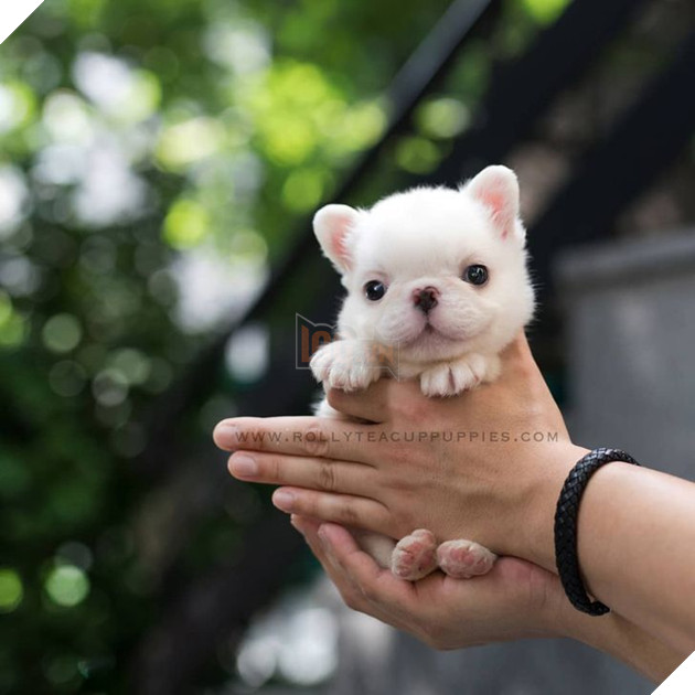 Những bé cún Teacup với kích cỡ siêu cưng khiến cho bạn phải rơi vào lưới tình ngay lập tức 20
