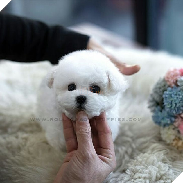 Những bé cún Teacup với kích cỡ siêu cưng khiến cho bạn phải rơi vào lưới tình ngay lập tức 14