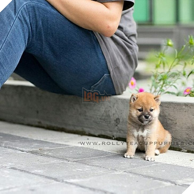 Những bé cún Teacup với kích cỡ siêu cưng khiến cho bạn phải rơi vào lưới tình ngay lập tức 6