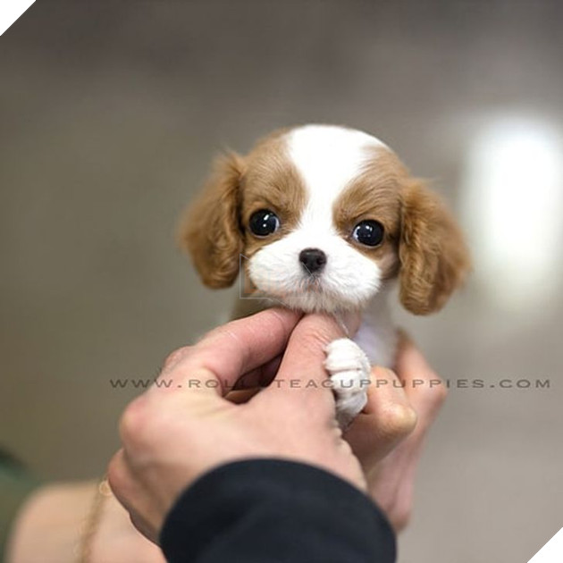 Những bé cún Teacup với kích cỡ siêu cưng khiến cho bạn phải rơi vào lưới tình ngay lập tức 21