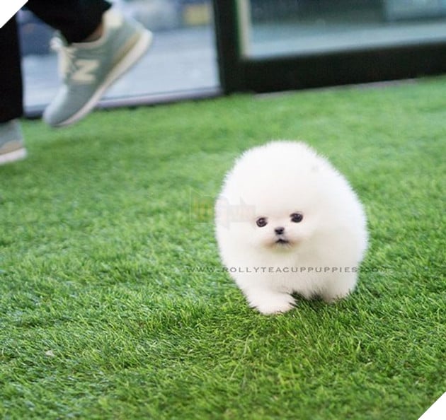 Những bé cún Teacup với kích cỡ siêu cưng khiến cho bạn phải rơi vào lưới tình ngay lập tức 7