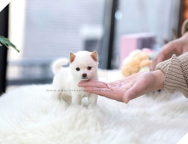 Những bé cún Teacup với kích cỡ siêu cưng khiến cho bạn phải rơi vào lưới tình ngay lập tức 4
