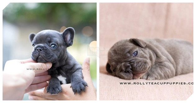 Những bé cún Teacup với kích cỡ siêu cưng khiến cho bạn phải rơi vào lưới tình ngay lập tức 9