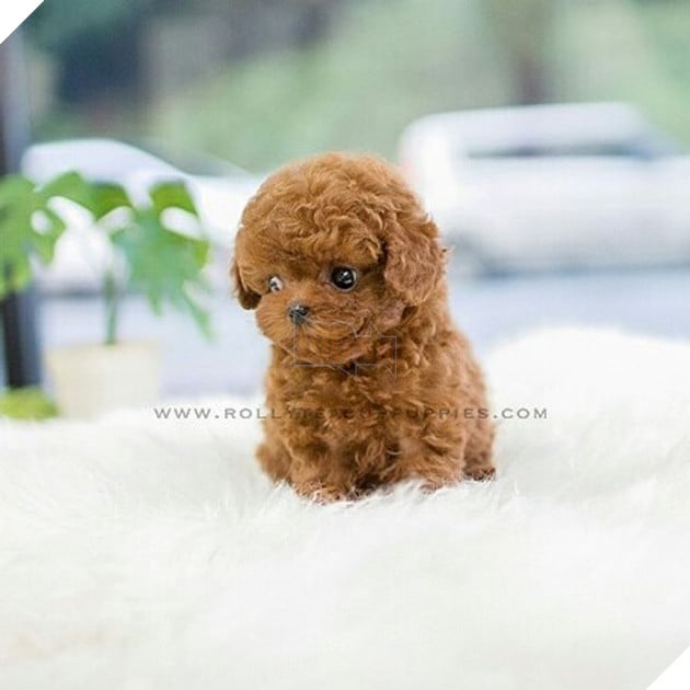 Những bé cún Teacup với kích cỡ siêu cưng khiến cho bạn phải rơi vào lưới tình ngay lập tức 8