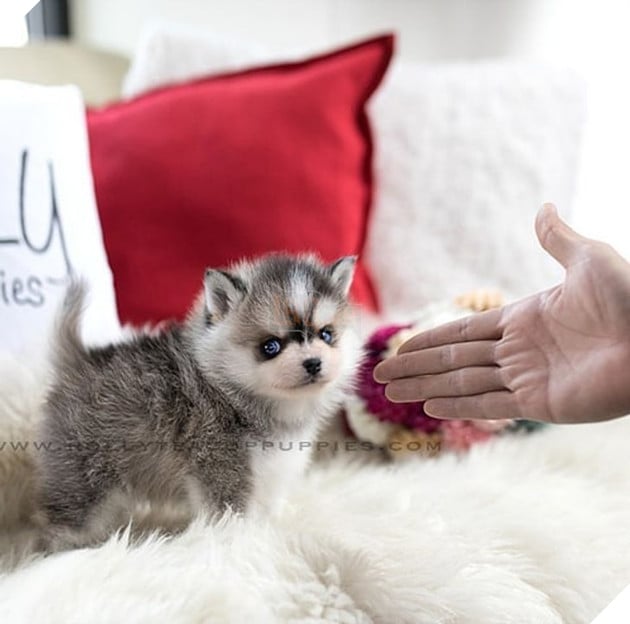 Những bé cún Teacup với kích cỡ siêu cưng khiến cho bạn phải rơi vào lưới tình ngay lập tức 11