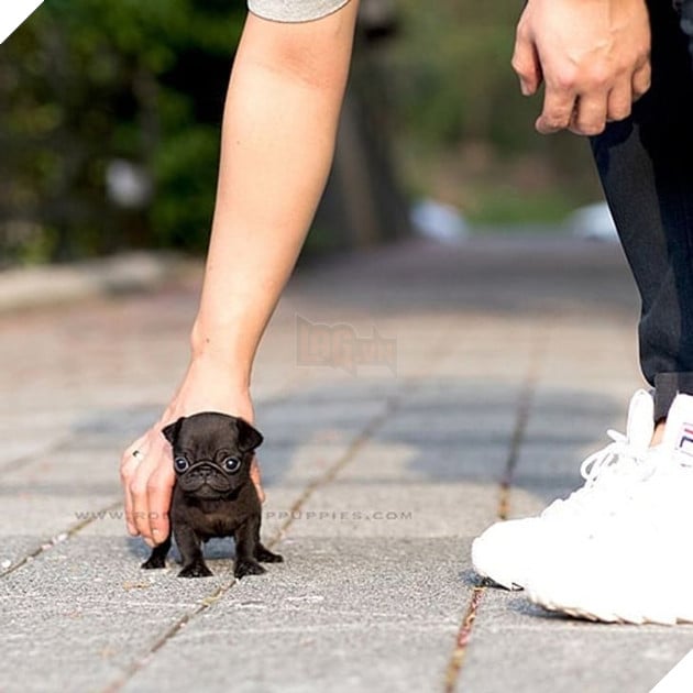 Những bé cún Teacup với kích cỡ siêu cưng khiến cho bạn phải rơi vào lưới tình ngay lập tức 24