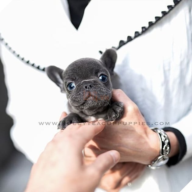 Những bé cún Teacup với kích cỡ siêu cưng khiến cho bạn phải rơi vào lưới tình ngay lập tức 10