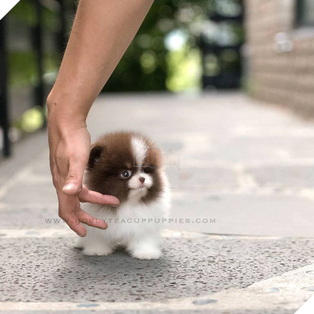 Những bé cún Teacup với kích cỡ siêu cưng khiến cho bạn phải rơi vào lưới tình ngay lập tức 19