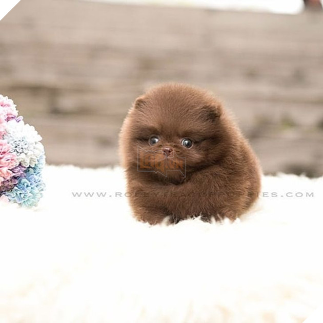 Những bé cún Teacup với kích cỡ siêu cưng khiến cho bạn phải rơi vào lưới tình ngay lập tức 12