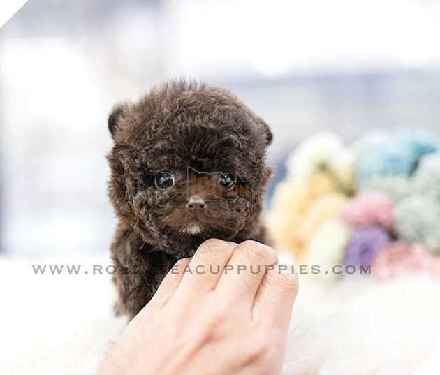 Những bé cún Teacup với kích cỡ siêu cưng khiến cho bạn phải rơi vào lưới tình ngay lập tức 5
