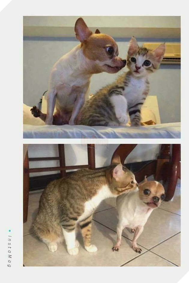 Bộ sưu tập những hình ảnh tình bạn giữa chó và mèo khiến bạn phải bật cười thích thú 22