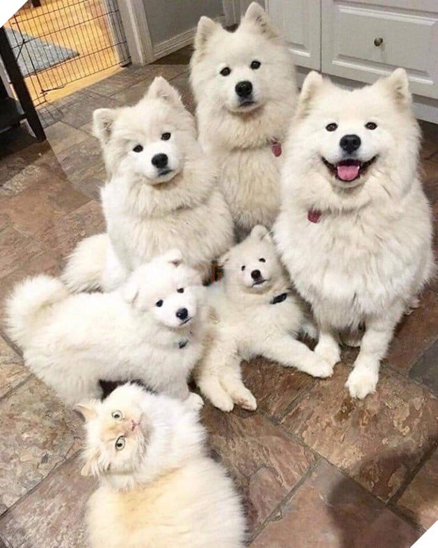 Bộ sưu tập những hình ảnh tình bạn giữa chó và mèo khiến bạn phải bật cười thích thú 20