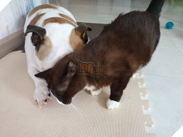 Bộ sưu tập những hình ảnh tình bạn giữa chó và mèo khiến bạn phải bật cười thích thú 23