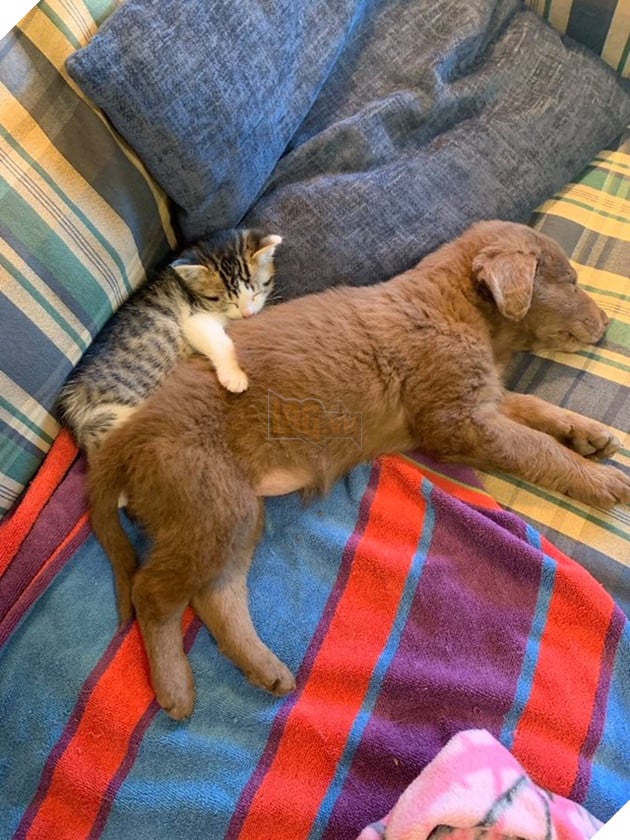 Bộ sưu tập những hình ảnh tình bạn giữa chó và mèo khiến bạn phải bật cười thích thú