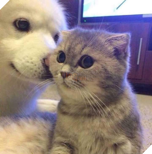 Bộ sưu tập những hình ảnh tình bạn giữa chó và mèo khiến bạn phải bật cười thích thú 8